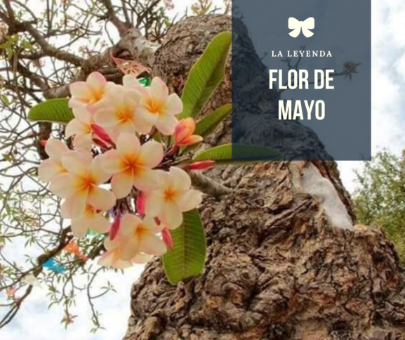 Flor de mayo